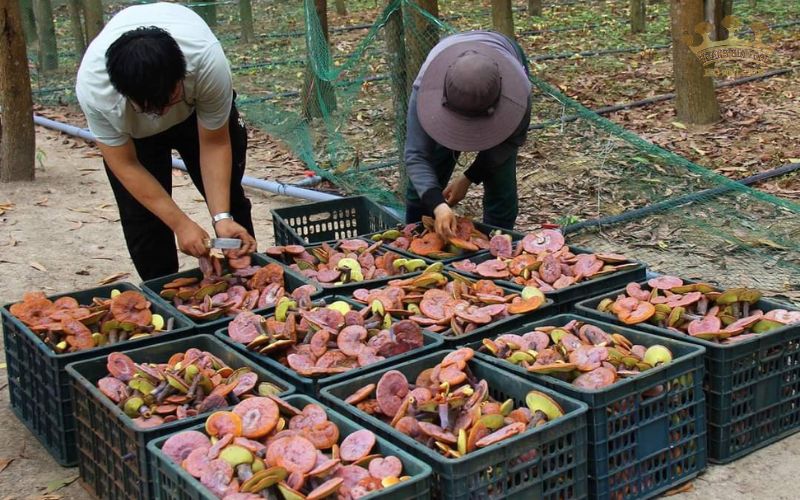 Top 5 cơ sở phân phối nấm linh chi ở Khánh Hòa uy tín nhất