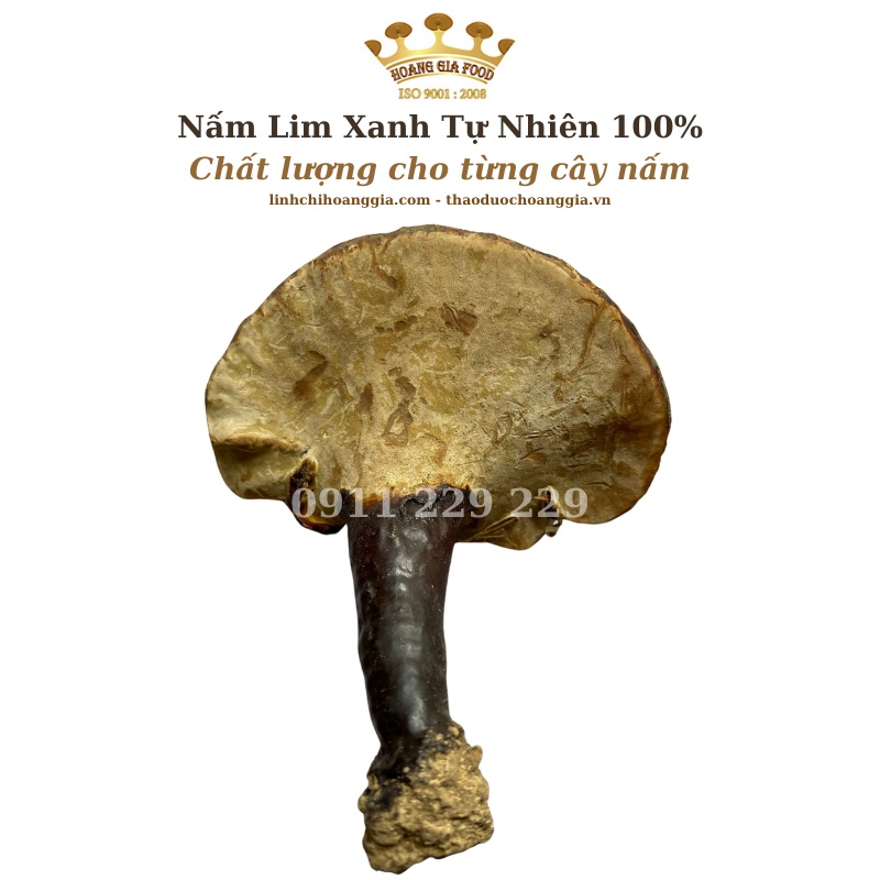 Nấm Lim Xanh Quảng Nam Thu Hái Tự Nhiên Cao Cấp Loại 1 - 500g