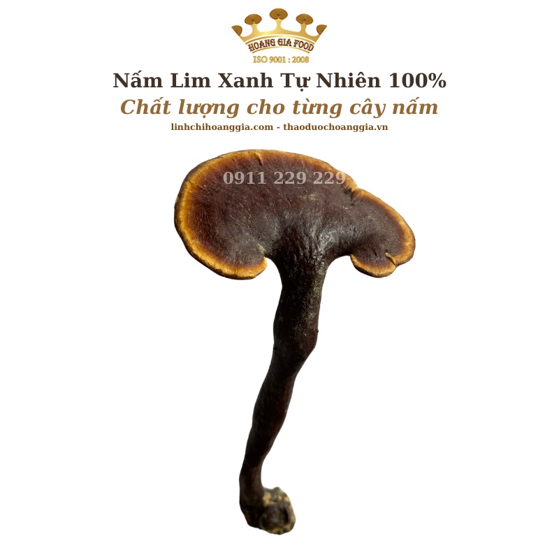 Nấm Lim Xanh Quảng Nam Thu Hái Tự Nhiên - Hoàng Gia Cao Cấp Loại 1 - 1Kg