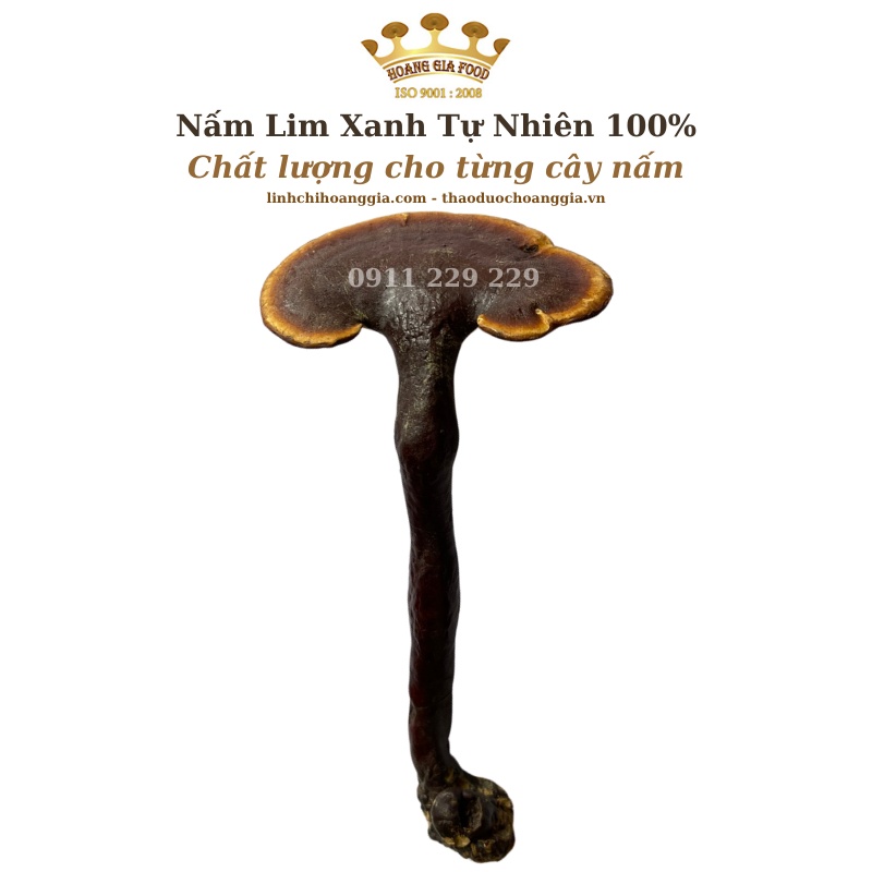 Nấm Lim Xanh Quảng Nam Thu Hái Tự Nhiên - Hoàng Gia Cao Cấp Loại 1 - 1Kg