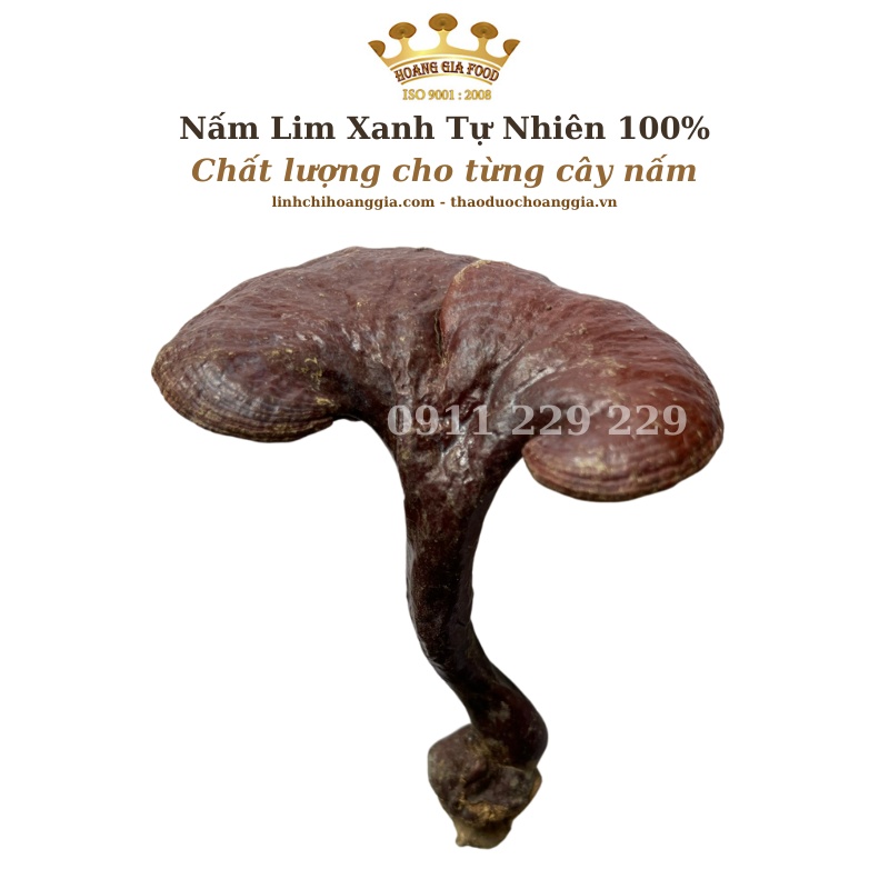 Nấm Lim Xanh Quảng Nam Thu Hái Tự Nhiên - Hoàng Gia Loại Đặc Biệt 1Kg