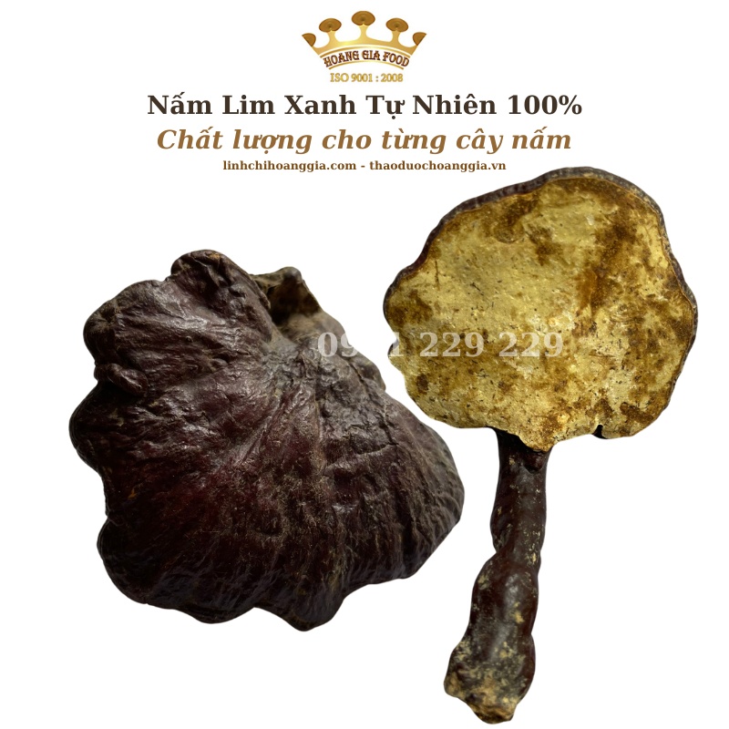 Nấm Lim Xanh Quảng Nam Thu Hái Tự Nhiên - Hoàng Gia Loại Đặc Biệt 500g