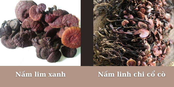 nam-linh-chi-co-co