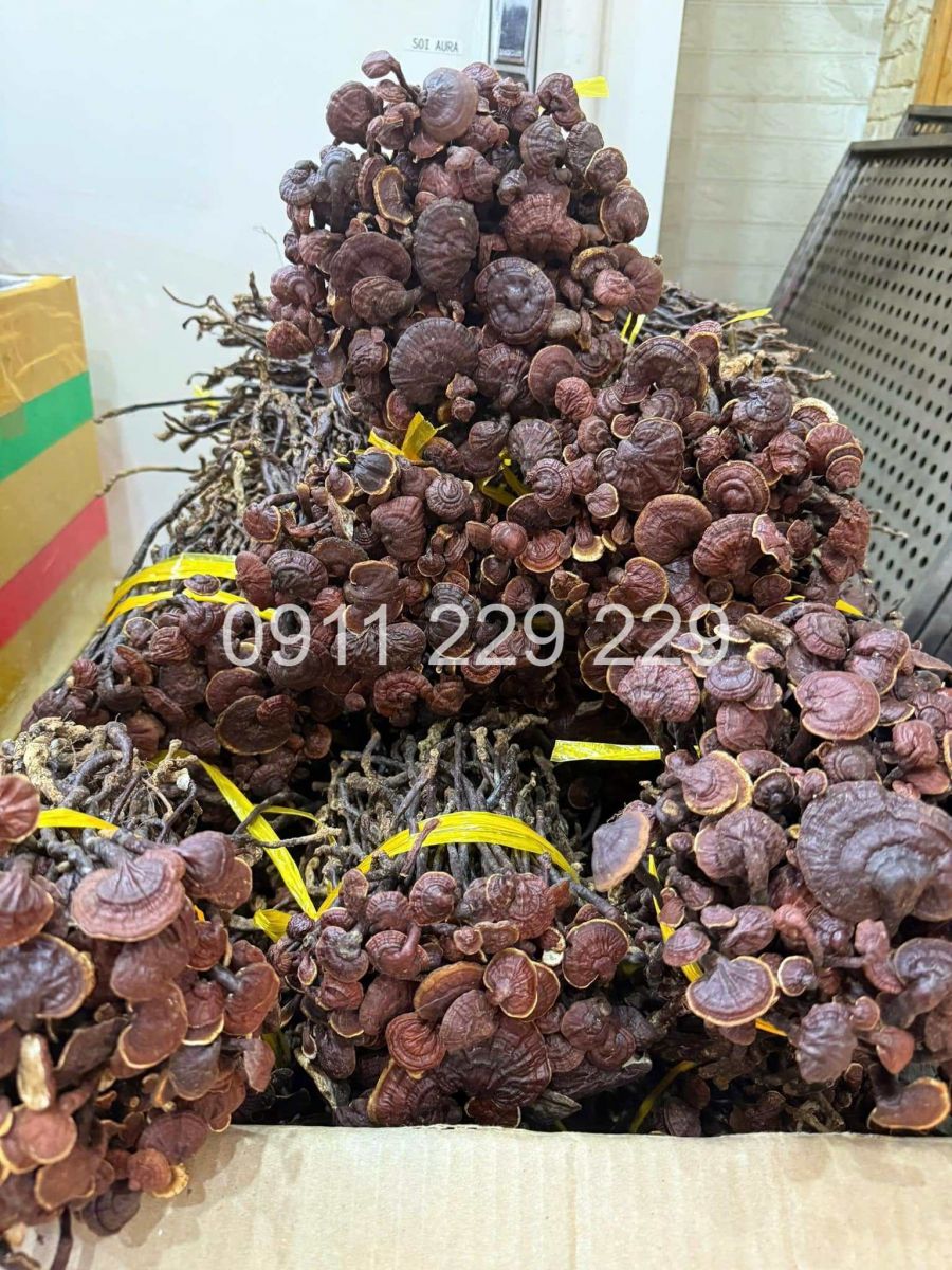 nam-linh-chi-co-co