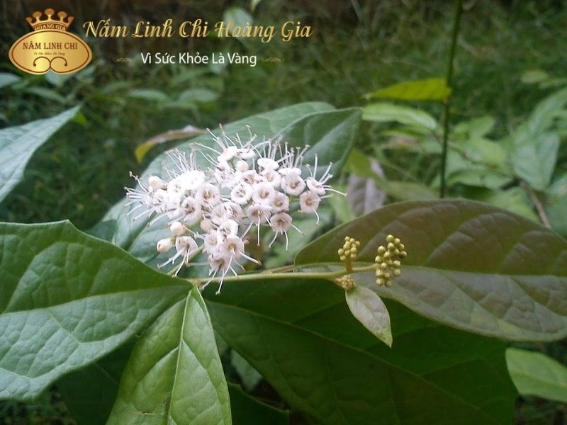 nam-linh-chi-ket-hop-voi-xa-den