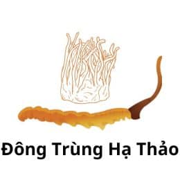 Đông Trùng Hạ Thảo