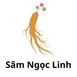 Sâm Ngọc Linh Kontum