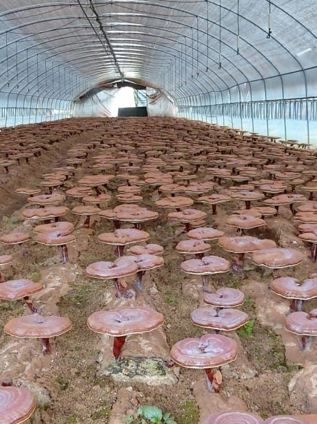 16-2 nam-linh-chi-daedong-lingzhi-mushroom-premium-han-quoc