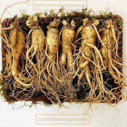 Nhân Sâm Tươi Hàn Quốc – Loại 6 Củ/Kg