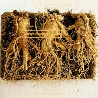 Nhân Sâm Tươi Hàn Quốc - Loại 3 Củ/Kg