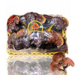 Nấm Lim Xanh Thu Hái Tự Nhiên – Hoàng Gia Loại Thượng Hạng Đặc Biệt 1Kg