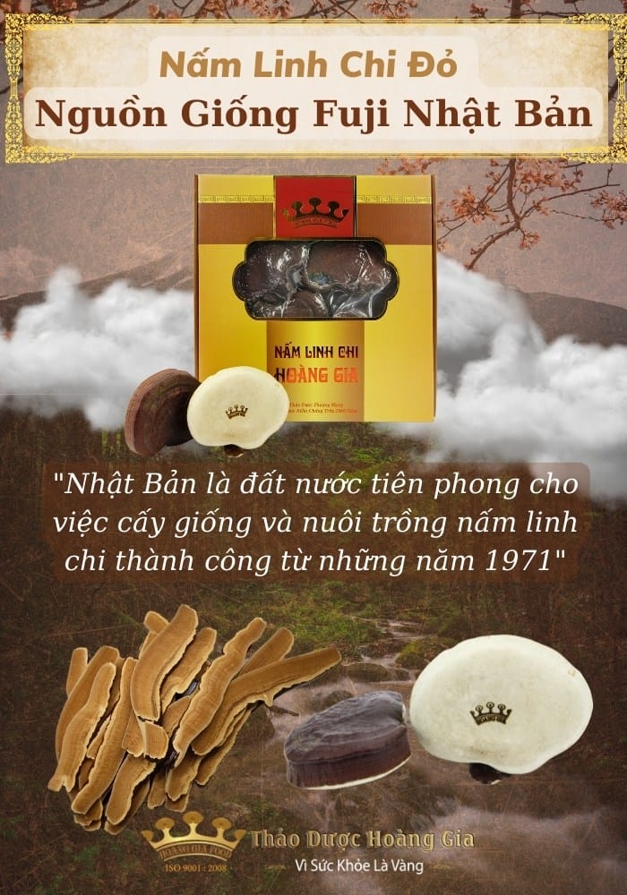 nam-linh-chi-hoang-gia-thuong-hang-nhat-ban