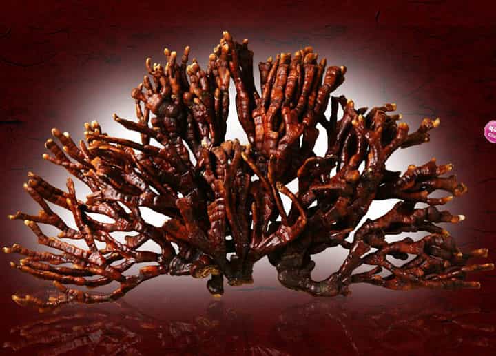 nam-linh-chi-loai-nao-tot