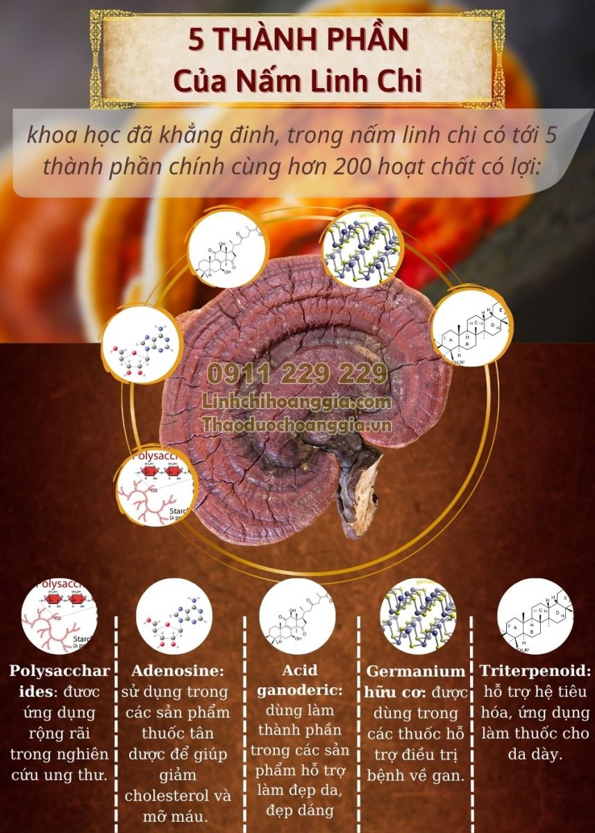 4nam linh chi hoang gia232041 2