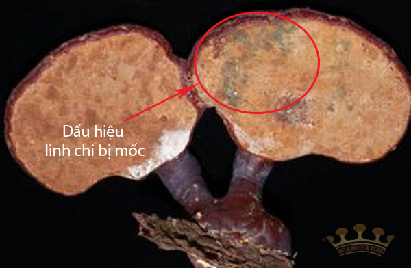 bao-quan-nam-linh-chi-khong-bi-moc