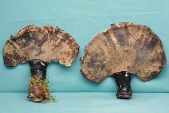 bao-quan-nam-linh-chi