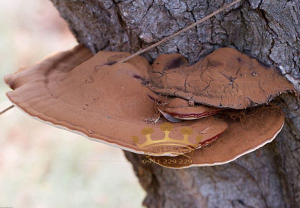 bao-tu-tren-mat-nam-linh-chi