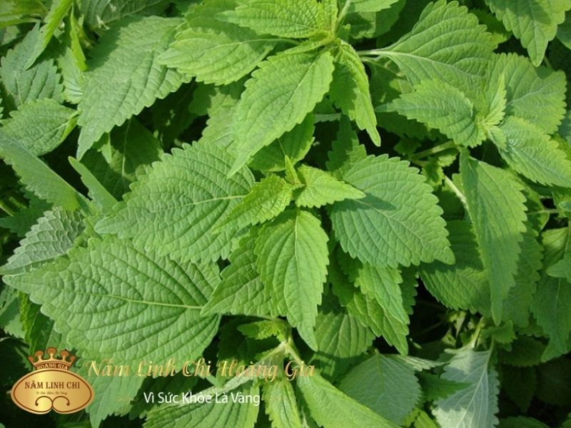 bi-thuy-dau-tam-la-gi bi-thuy-dau-tam-la-gi