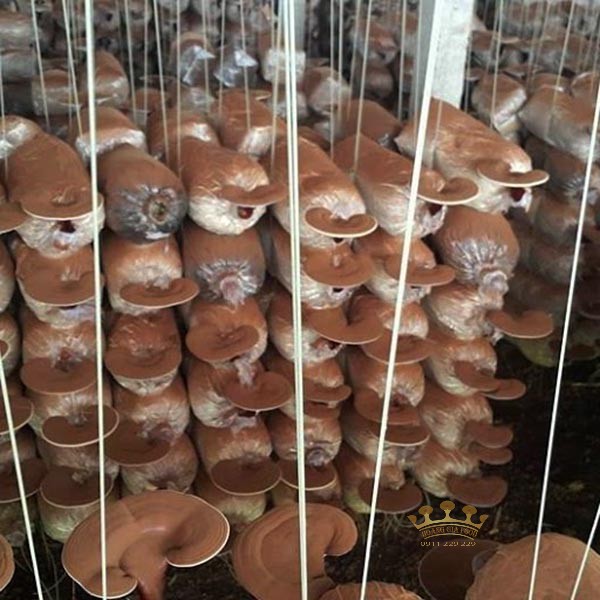 bich-phoi-trong-nam-linh-chi-2 bich-phoi-trong-nam-linh-chi