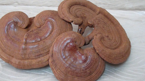 cach dung nam linh chi viet nam 1