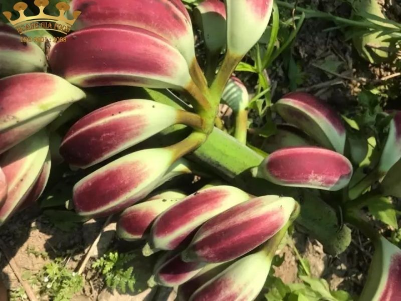 cach-ngam-ruou-chuoi-hot-rung