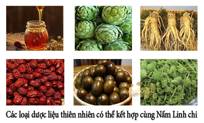 cach-ngam-ruou-nam-linh-chi