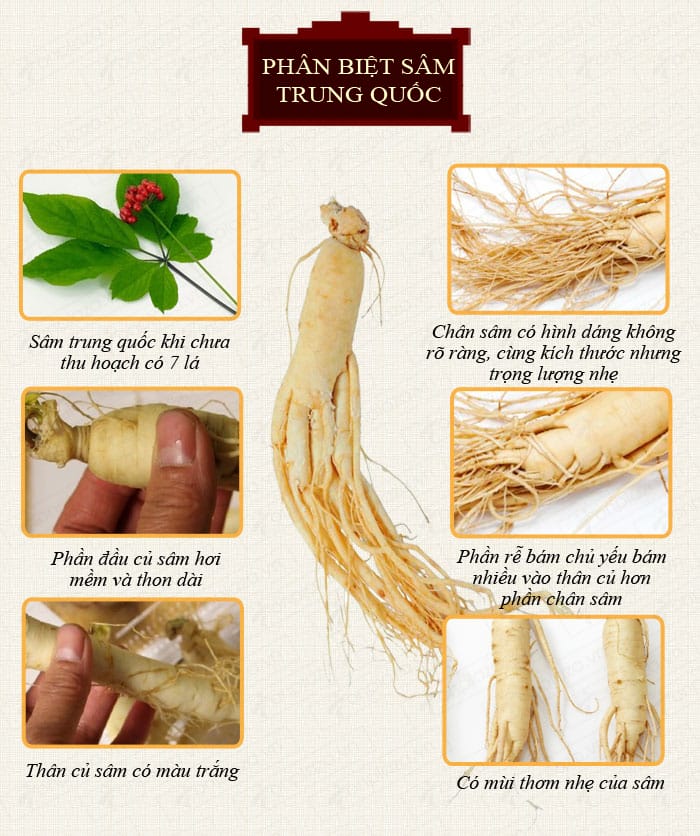 cach-phan-biet-sam-han-quoc-va-sam-trung-quoc-1 cach phan biet sam han quoc va sam trung quoc 1