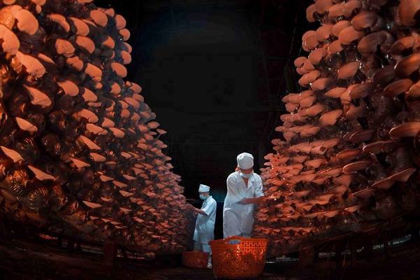 cach-trong-nam-linh-chi-1 trong-nam-linh-chi