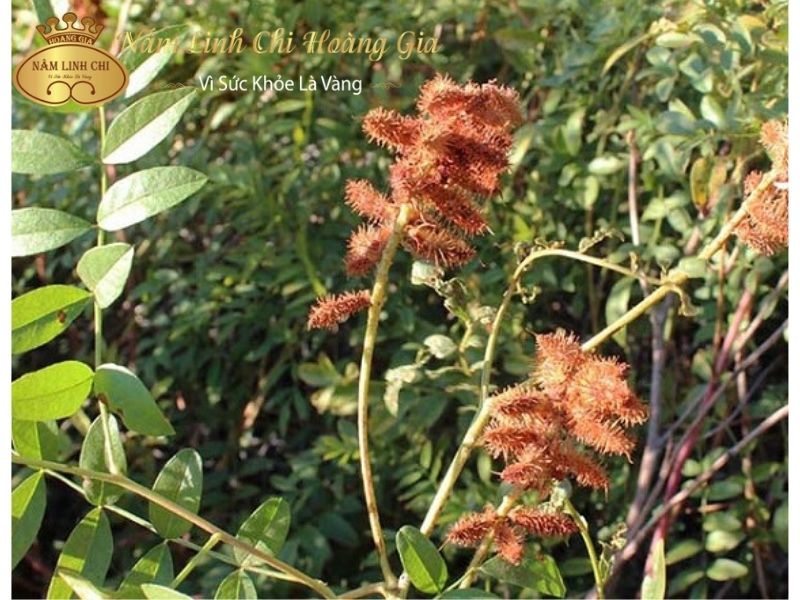 cam-thao201-1 cam-thao