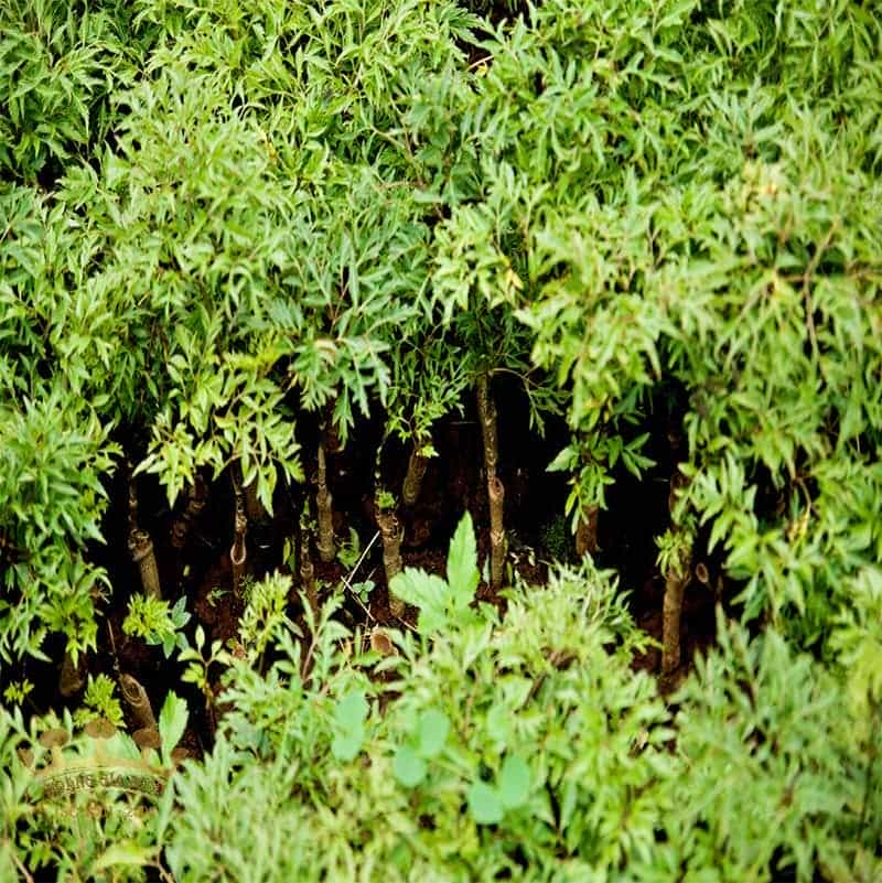 cay-giong-dinh-lang1-1 dinh-lang