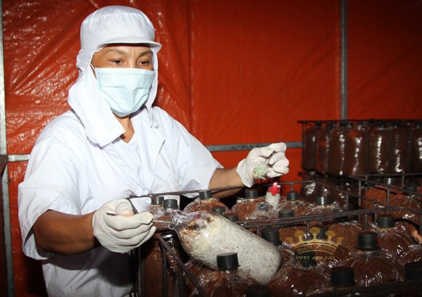 cay-giong-nam-linh-chi-1 cay-giong-nam-linh-chi