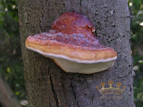 cay-nam-linh-chi-tu-nhien-1 cay-nam-linh-chi-tu-nhien