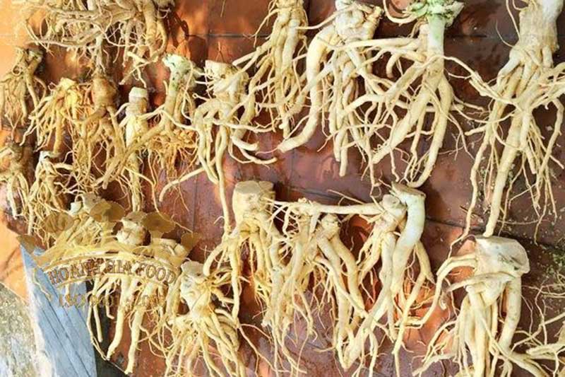 dinh-lang-chua-yeu-sinh-ly dinh-lang-chua-yeu-sinh-ly