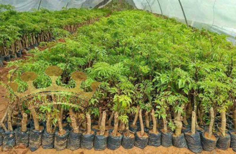 dinh-lang-nuoi-trong-tai-trai dinh-lang-nuoi-trong-tai-trai