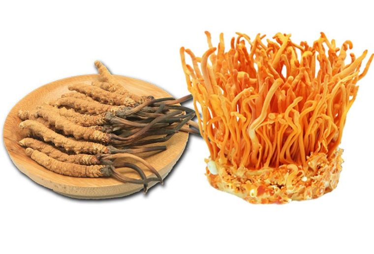 Cordyceps-Sinensis-so-voi-Militaris-loai-dong-trung-ha-thao-nao-mang-lai-nhieu-loi-ich-cho-suc-khoe-hon