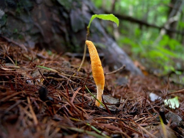 dong-trung-ha-thao-nhung-loi-ich-tuyet-voi-ban-can-biet-6-1 tac-dung-ky-dieu-cua-dong-trung-ha-thao-trong-dieu-tri-benh-tieu-duong