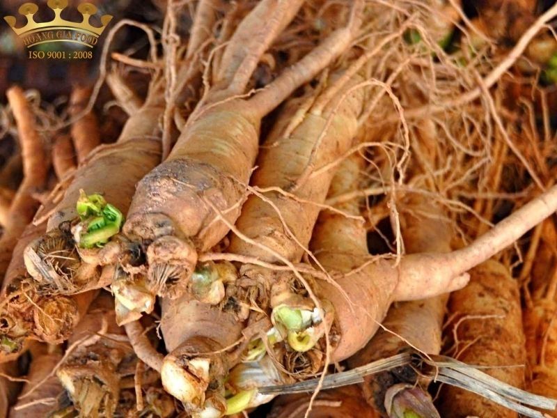 duong-quy205 duong-quy