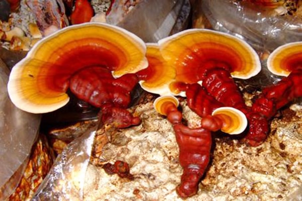 gia-nam-lim-xanh-trong