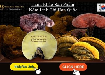 Giá​ Nấm Linh Chi Mới Nhất 2025 Cập Nhật Ngay
