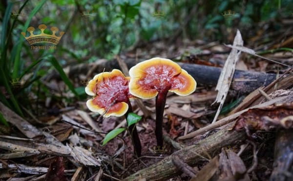 hinh anh cay nam lim xanh 1