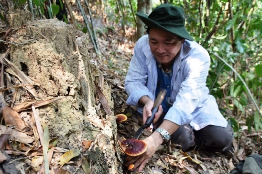 hinh-anh-nam-lim-xanh202 hinh-anh-nam-lim-xanh-rung