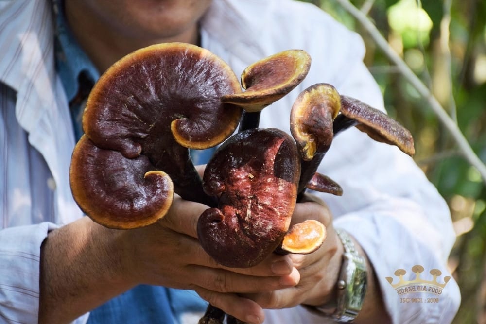 hinh-anh-nam-lim-xanh