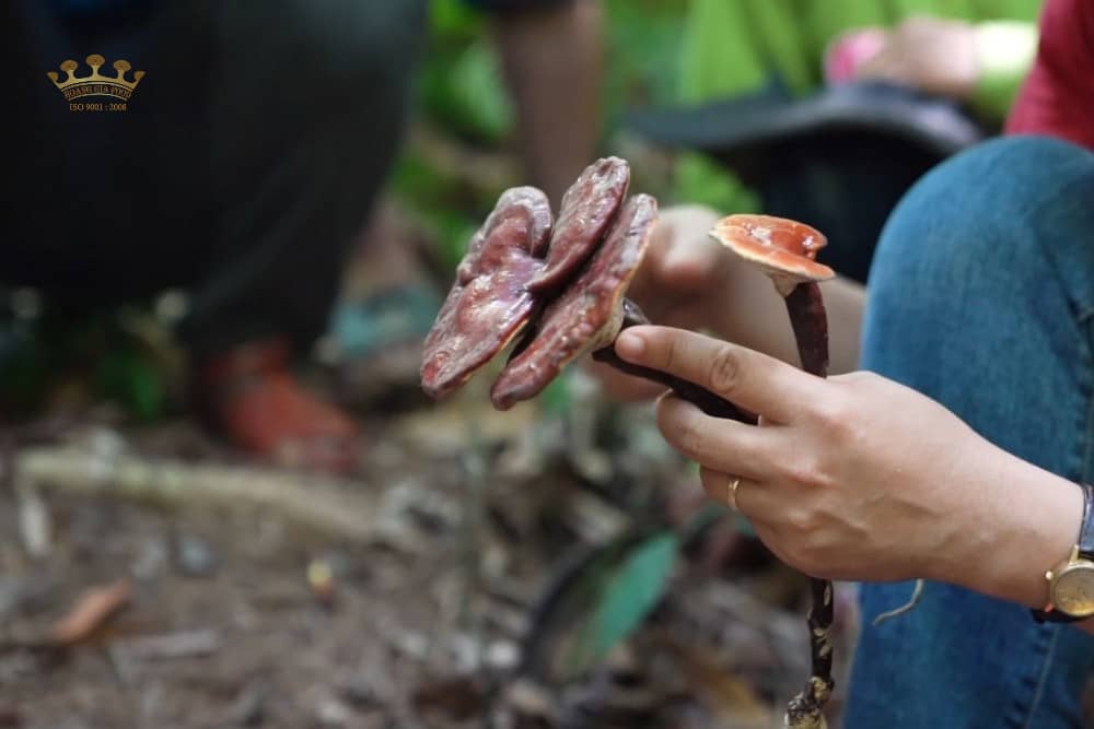 hinh-anh-nam-lim-xanh