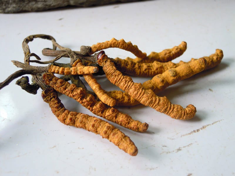 kham-pha-nguon-goc-cua-dong-trung-ha-thao