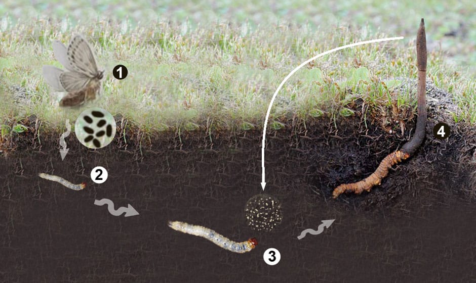 kham-pha-nguon-goc-cua-dong-trung-ha-thao