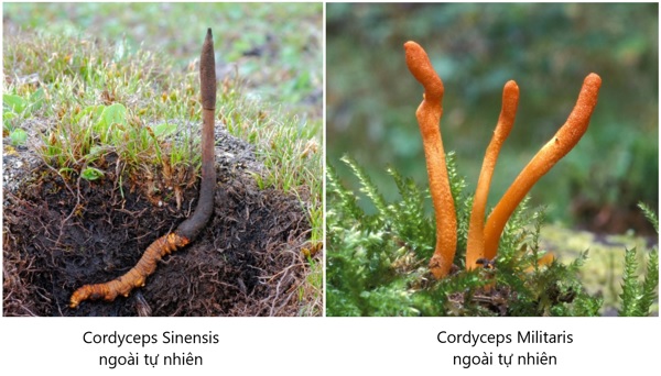 Cordyceps-Sinensis-so-voi-Militaris-loai-dong-trung-ha-thao-nao-mang-lai-nhieu-loi-ich-cho-suc-khoe-hon