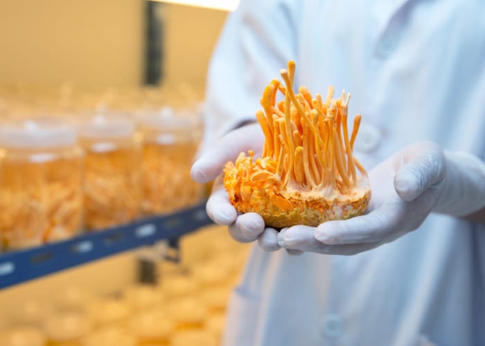Cordyceps-Sinensis-so-voi-Militaris-loai-dong-trung-ha-thao-nao-mang-lai-nhieu-loi-ich-cho-suc-khoe-hon