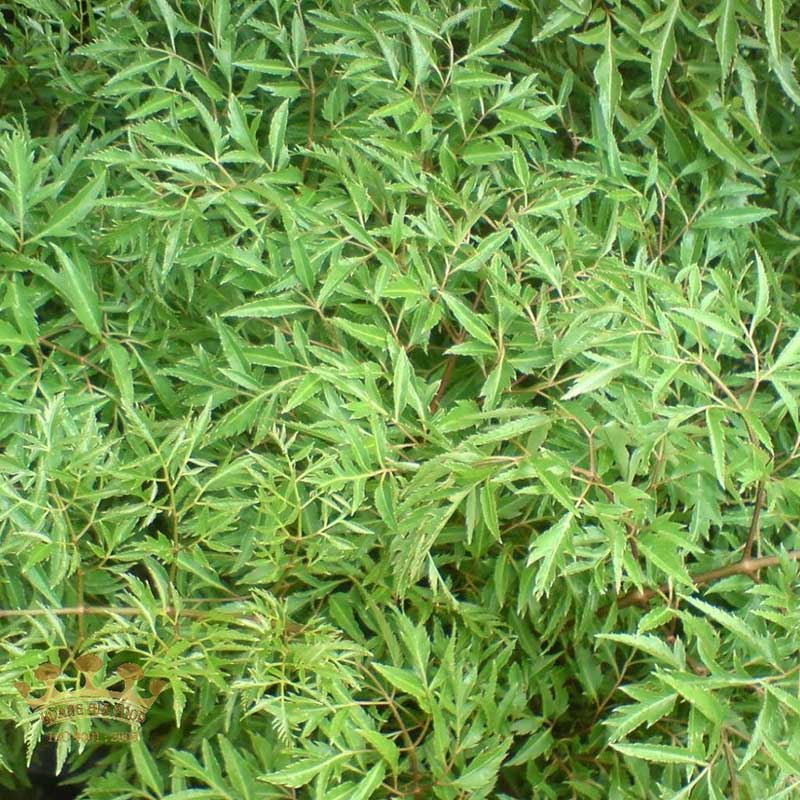 la-dinh-lang1 la-dinh-lang