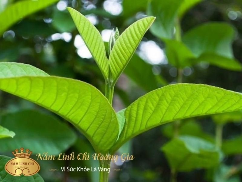 la-oi-co-tac-dung-gi-cho-co-the