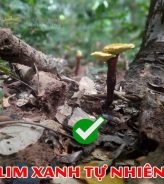 Cách Phân Biệt Nấm Lim Xanh Rừng Tự Nhiên 100% – Cách Nhận Biết Hàng Giả